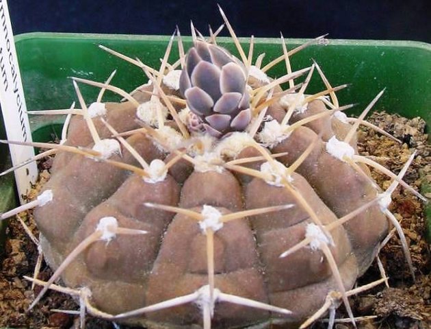 Gymnocalycium_stellatum_1